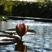 Nénuphar du bassin Domaine du Meunier