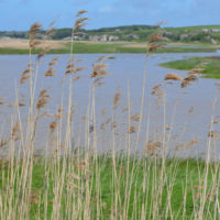 Marais Estuaire de la Gironde