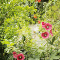 Hollyhocks Mortagne sur Gironde