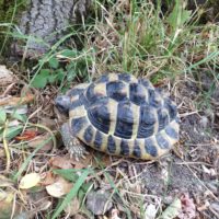 Tortue du Jardin Mortagne