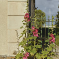 Grille et roses trèmières Domaine du Meunier